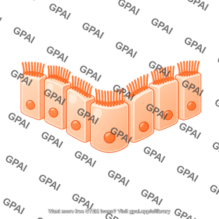 Ciliated columnar cell brush vesicle 1
