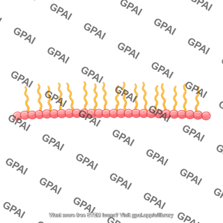 Actin brush simplified straight