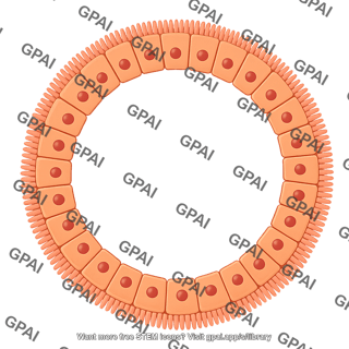 Luminal epithelial cell brush circular large
