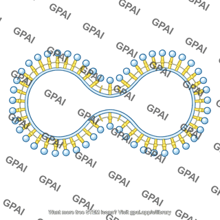 Membrane brush vesicle shape 2