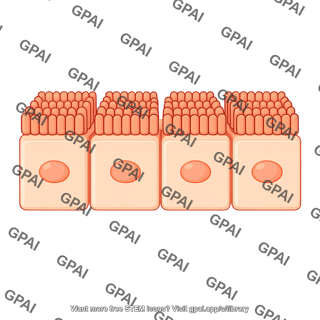Cuboidal cell brush preset
