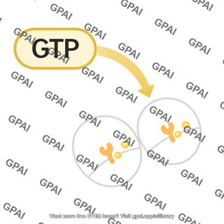 Gtp pathway 2 327