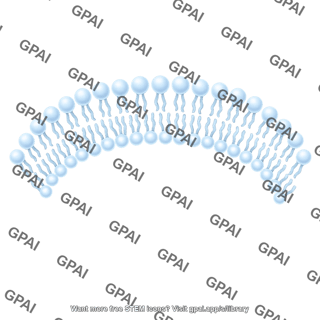 Phospholipid bilayer brush large arc 694