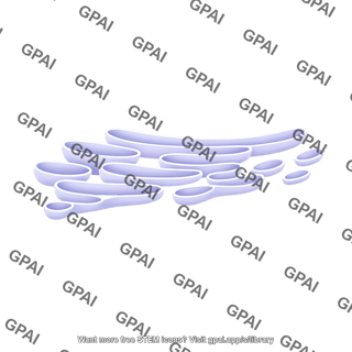 Smooth endoplasmic reticulum brush small arc
