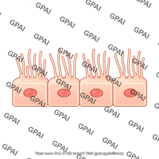 Endothelial cell brush fenestrae preset
