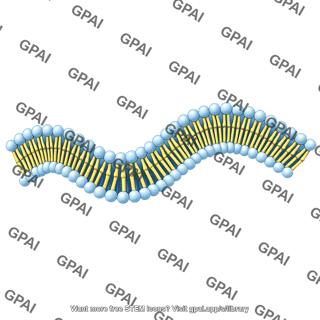 Generic phospholipid brush bilayer wavy 01