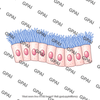 Pseudostratified epithelium brush wavy
