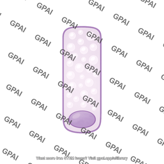 Mucous gland preset
