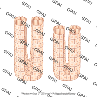 Stratified epithelium brush crypt