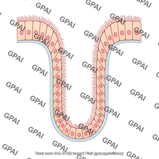Ciliated columnar cell brush crypt