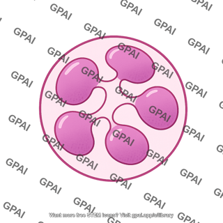 Neutrophil hypersegmented no granules 02