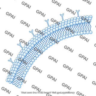 Cell membrane card