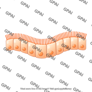 Ciliated columnar cell brush wavy