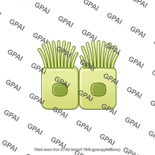 Cholangiocyte brush small preset