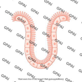 Endothelial cell brush crypt