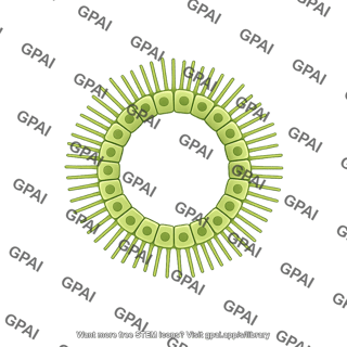 Cholangiocyte brush small circular