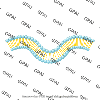 Generic phospholipid brush bilayer small arc 01