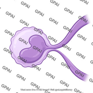Monocyte squeezing 01