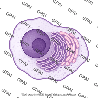 Plasma cell abnormal 560