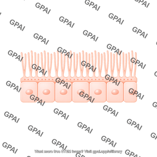Endothelial cell brush fenestrae straight