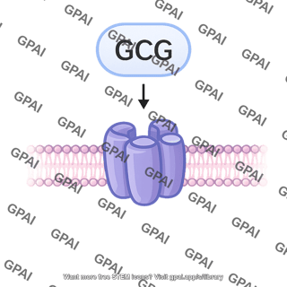 Glucagon pathway 471