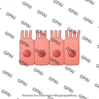 Retinal pigment epithelial cell brush preset