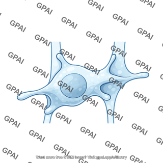 B cell squeezing