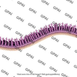 32 bacterial outer membrane brush 2 wavy 608