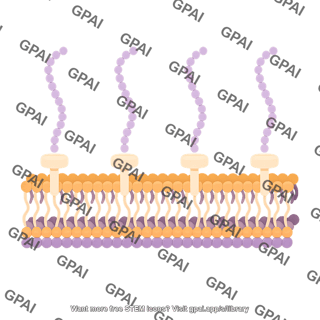 Gram positive membrane for brush