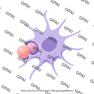 Dendritic cell phagocytosing 2 01