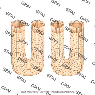 Stratified epithelium brush invaginating
