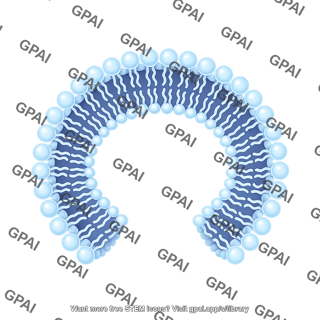 Phospholipid bilayer brush vesicle 1 562