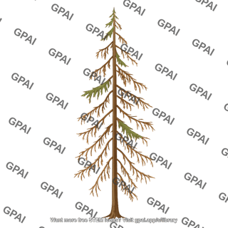 Tree coniferous withering