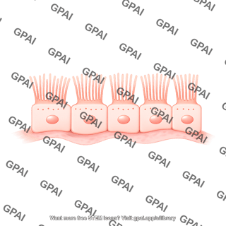 Endothelial cell brush fenestrae wavy