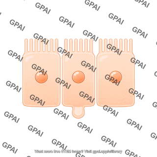 Columnar cell brush vesicle 2