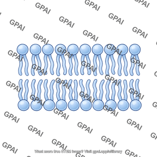 Phospholipid bilayer brush preset 0