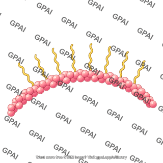 Actin dimer brush large arc