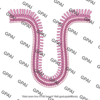 29 bacterial outer membrane brush invaginating 152