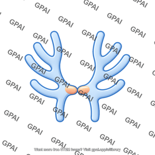 Vascular endothelial growth factor b