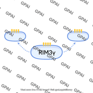 Rim3g pathway 971