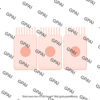 Enterocyte brush straight