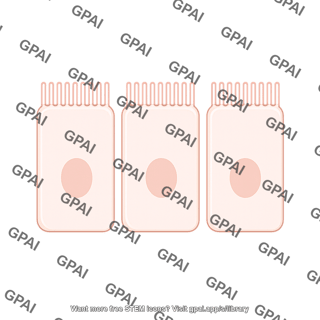 Enterocyte brush no villi straight
