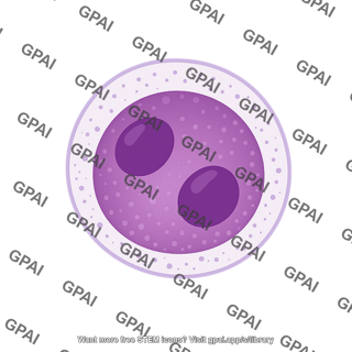 Myeloblast