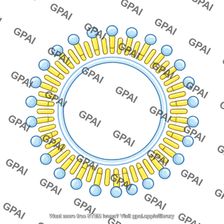 Membrane brush vesicle shape 13