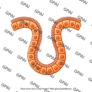 Luminal epithelial cell brush vesicle 2