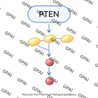 Pten pathway 495