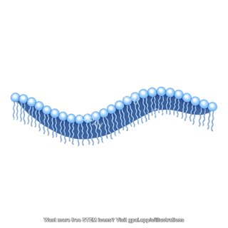 Phospholipid brush wavy 566