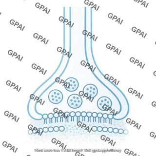 Pre synaptic membrane brush