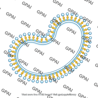 Membrane brush vesicle shape 7