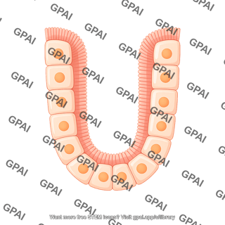 Cuboidal cell brush crypt